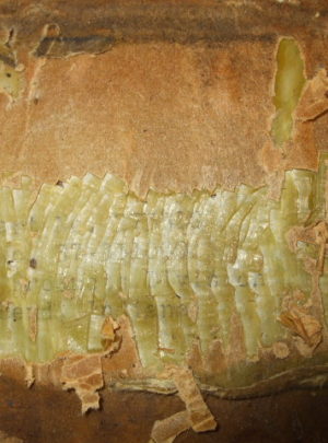 NOS Bendix Hydro-Vac Repair Kit (1ea)